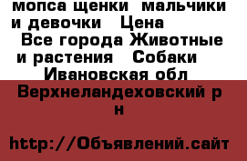 мопса щенки -мальчики и девочки › Цена ­ 25 000 - Все города Животные и растения » Собаки   . Ивановская обл.,Верхнеландеховский р-н